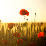 Bessel A. van der Kolk